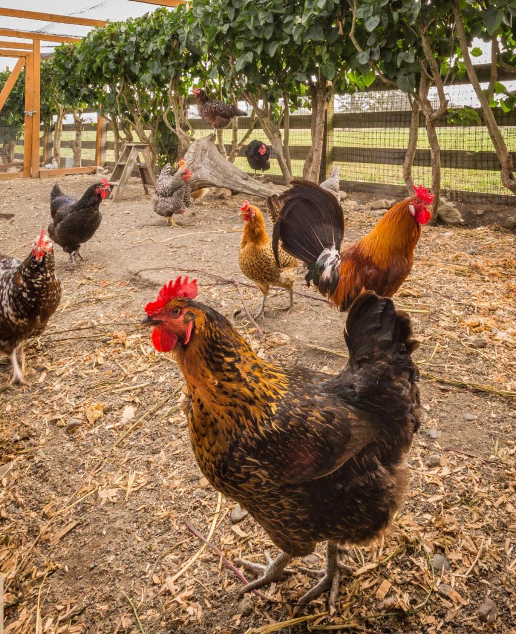 Dungeness Barn House Bed And Breakfast At Two Crows Farm ซีควิม ภายนอก รูปภาพ